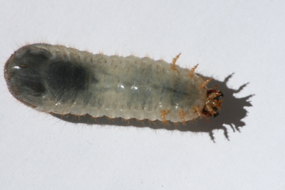 Larva da determinare